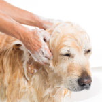 Selection Of The Best Portable Bathtubs For Dogs