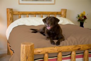 Best Dog House Bedding For Cold Weather