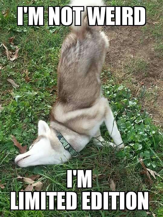 Funny Husky Memes That We All Love - Dog N Treats