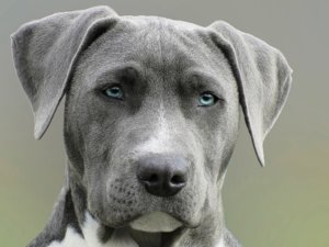 Weimaraner Training Guide