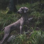 Read This First: Weimaraner Training Guide