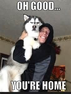 Funny Husky Memes That We All Love