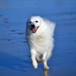 Top Reviews Of Dog House For Great Pyrenees