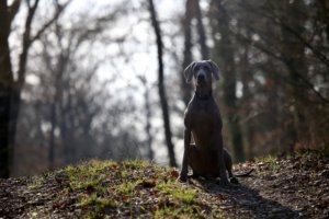 Weimaraner Training Guide