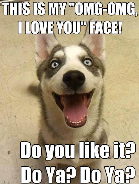 husky funny face meme