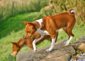 Is A Basenji Right For Me