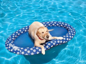 Stylish Dog Beds That Floats On Water