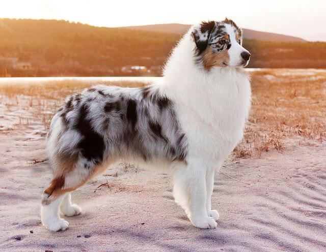 australian shepherd grooming styles dog