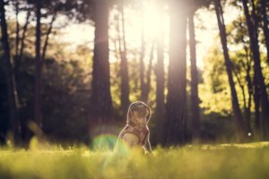 Why Hiking With Your Dog Can Be A Therapeutic Experience