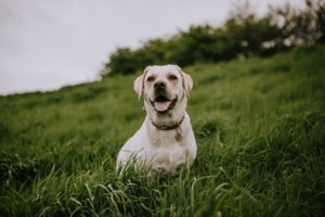 Why Hiking With Your Dog Can Be A Therapeutic Experience