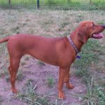 Planning To Get A Plott Hound Pitbull Mix? Read This First!