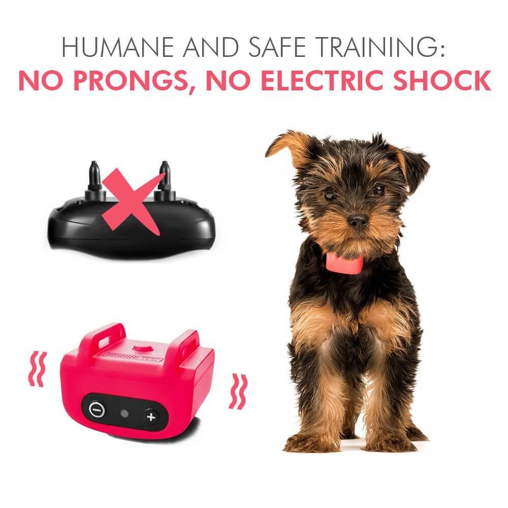 Best Bark Collar For Chihuahua Top Reviews Dog N Treats