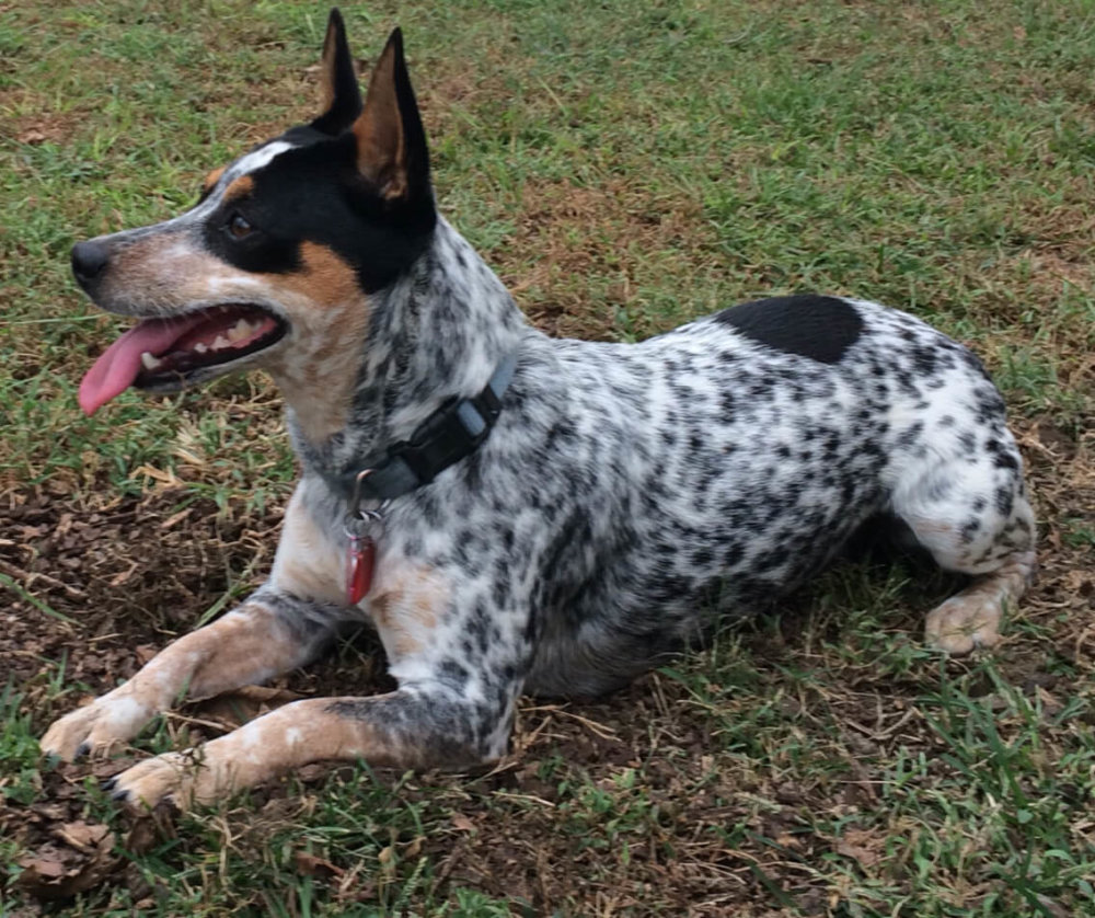 Lifespan of a blue heeler mix