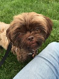 All You Need To Know About The Shorkie Breed