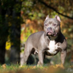 The Complete Resource To The Gator Pitbull Bloodline