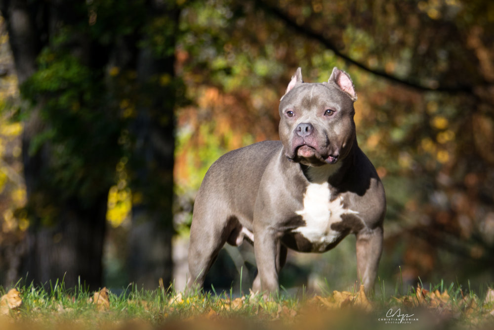 download champion bloodline pitbull for free
