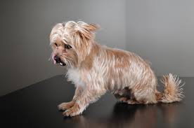 All You Need To Know About The Shorkie Breed
