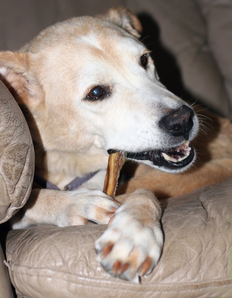 Help! My Dog Ate A Pork Chop Bone - Dog N Treats