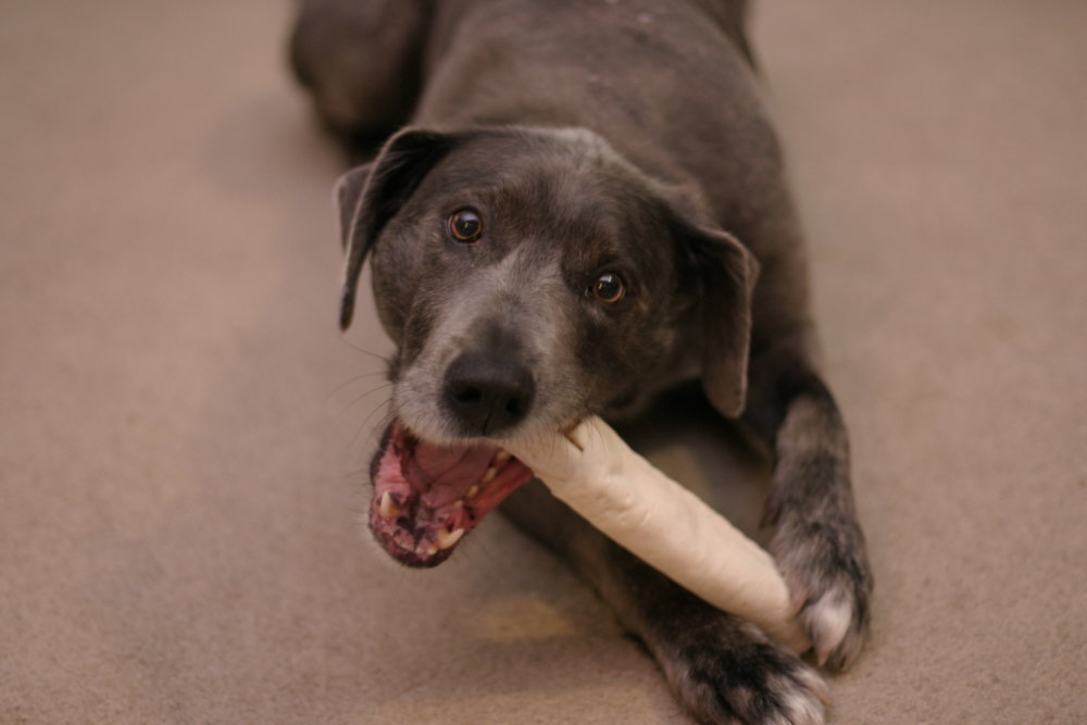 dogs and pork chop bones