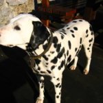 Contender For The Cutest Dog Ever: The Miniature Dalmatian