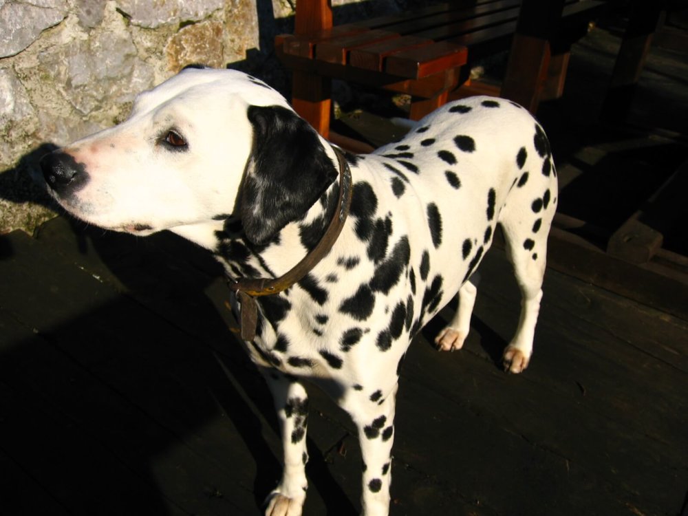 Contender For The Cutest Dog Ever The Miniature Dalmatian