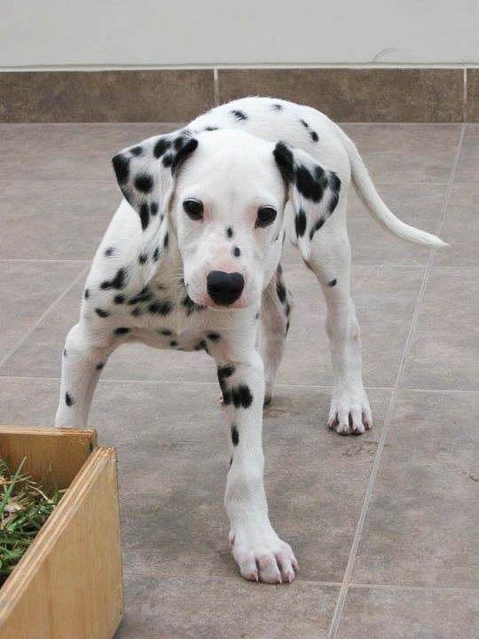 Contender For The Cutest Dog Ever The Miniature Dalmatian Dog N Treats