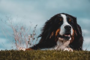 Shaved Bernese Mountain Dog