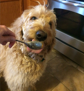 Is It Dangerous For Dogs To Eat Butter?