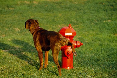 Why Do Dogs Like To Pee On Fire Hydrants - Dog N Treats