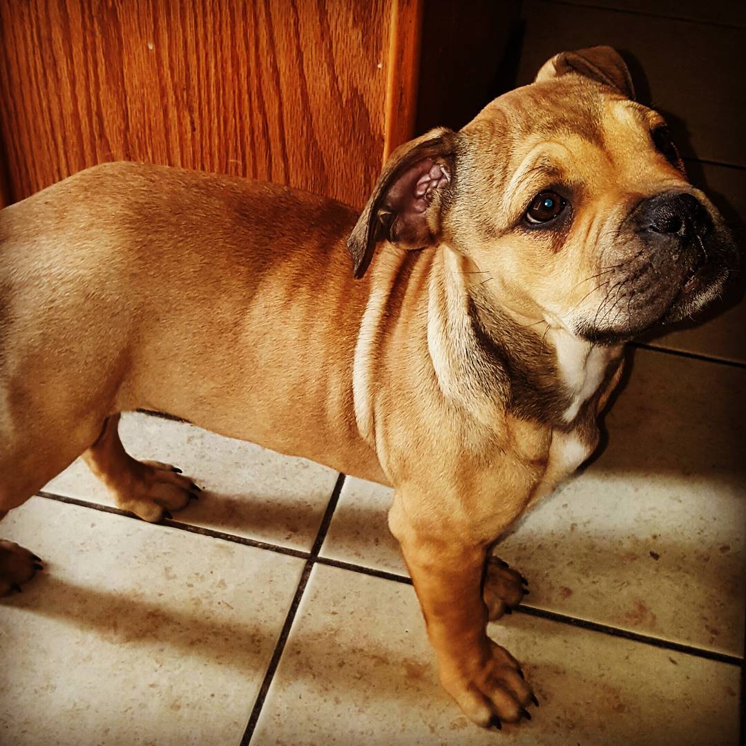 Pitbull Mixed With English Bulldog