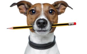 dog eat pencil