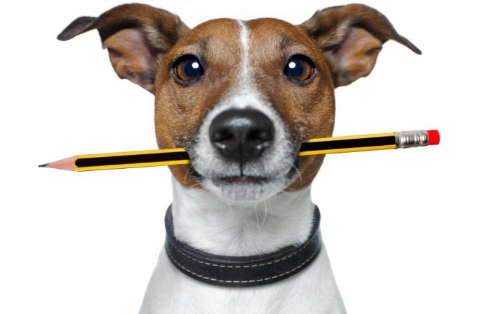 What Can You Do If Your Dog Eats A Pencil - Dog N Treats