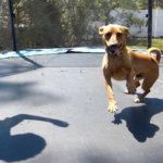 Can Dogs Use Trampolines?