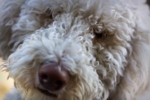 6 Tips for Training Your Labradoodle