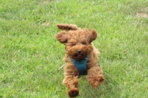 6 Tips for Training Your Labradoodle