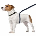 Thunderleash : The Ultimate No-Pull Solution For Your Dog