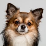 6 Facts About Your Chihuahua That Will Blow Your Mind Off