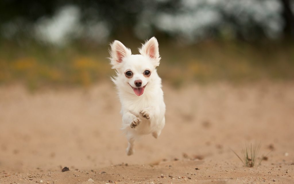 Chihuahua jumping