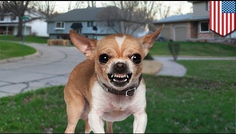 Chihuahua terrorizing town