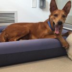 Comprehensive Casper Dog Bed Review