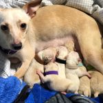 How Many Times Can A Chihuahua Give Birth