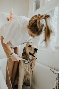 Ways To Keep Your Dog Smelling Fresh And Clean