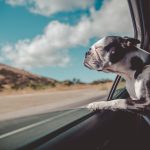 Travel Tips for International Holiday Vacations with Your Dog