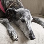 Thousands Of Greyhounds Need Rehoming In Florida