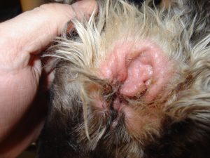 my dog has ear mite infection