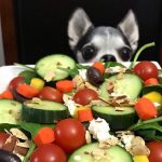 Creating a Homemade Balanced Diet for Dogs: A Guide to Optimal Dog Nutrition