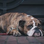 Natural Remedies That You Can Use To Calm Dogs