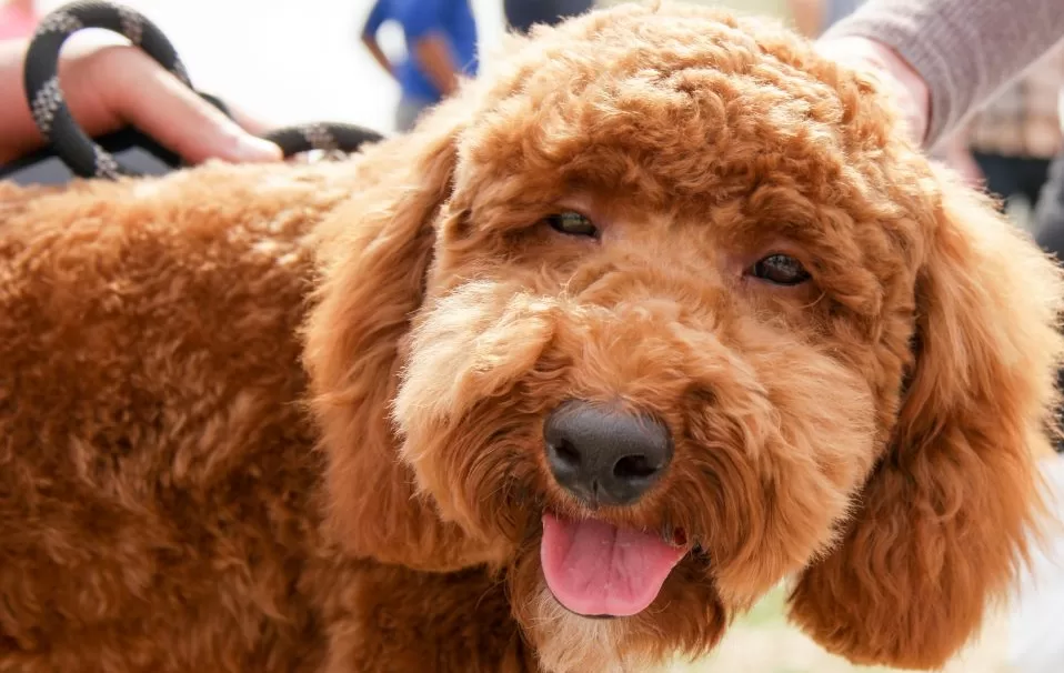 The Effect of Dogs on Human Interactions