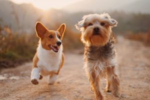 4 Serious Yet Highly Preventable Diseases in Dog