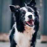 4 Serious Yet Highly Preventable Diseases in Dogs